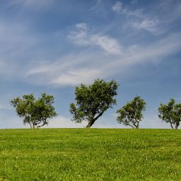 alberi nel prato titolo