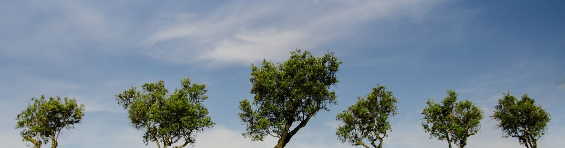 alberi nel prato titolo