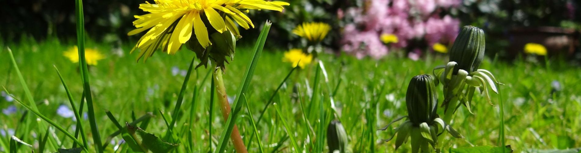 Commissione consiliare per l'ambiente, l'agricoltura, la mobilità e la vivibilità urbana