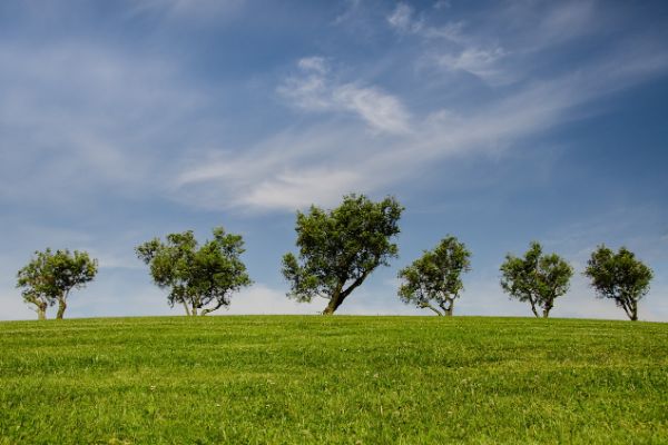 alberi nel prato titolo